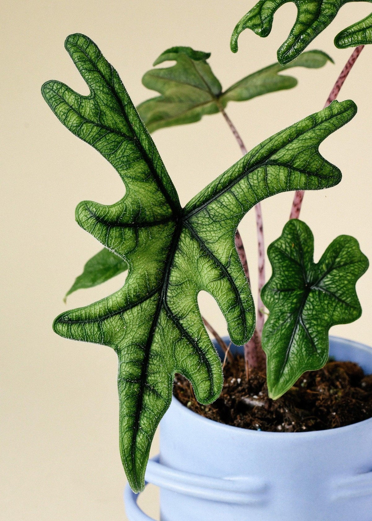 Healthy Alocasia Jacklyn M by Plant Circle. A perfect alocasia jacklyn m by plant circle for your indoor houseplant collection.