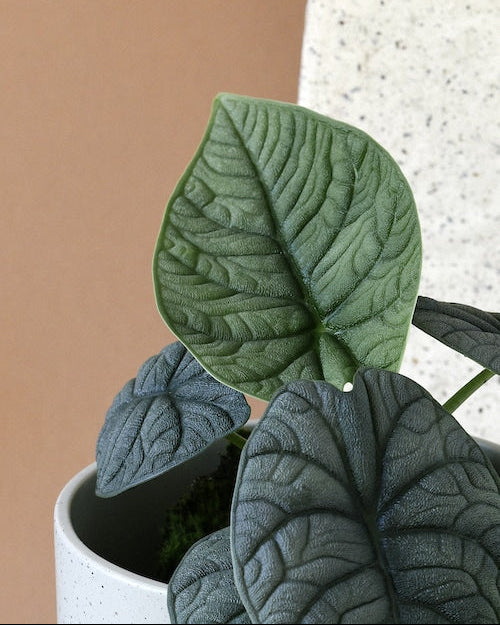 Alocasia Melo – Medium, Approx. 20.0cm height – 14.0cm Pot 3