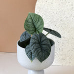 Alocasia Melo Baby