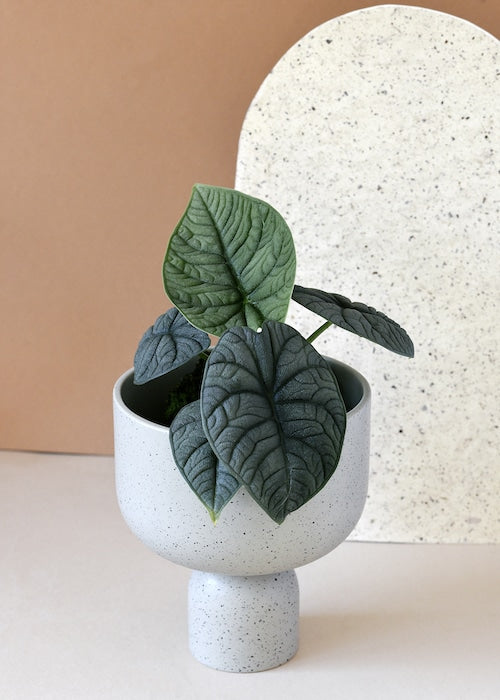 Alocasia Melo Baby