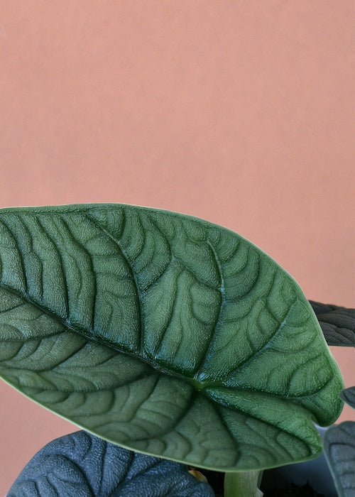 Alocasia Melo Baby