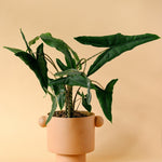 Alocasia zebrina ‘Tigrina Superba’ Large
