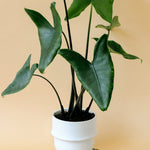 Healthy Alocasia Black Zebrina  in white ceramic pot with large leaves and deep black stems
