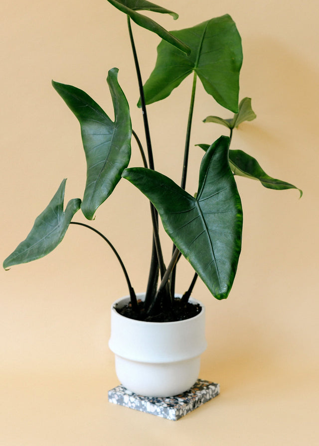 Healthy Alocasia Black Zebrina  in white ceramic pot with large leaves and deep black stems