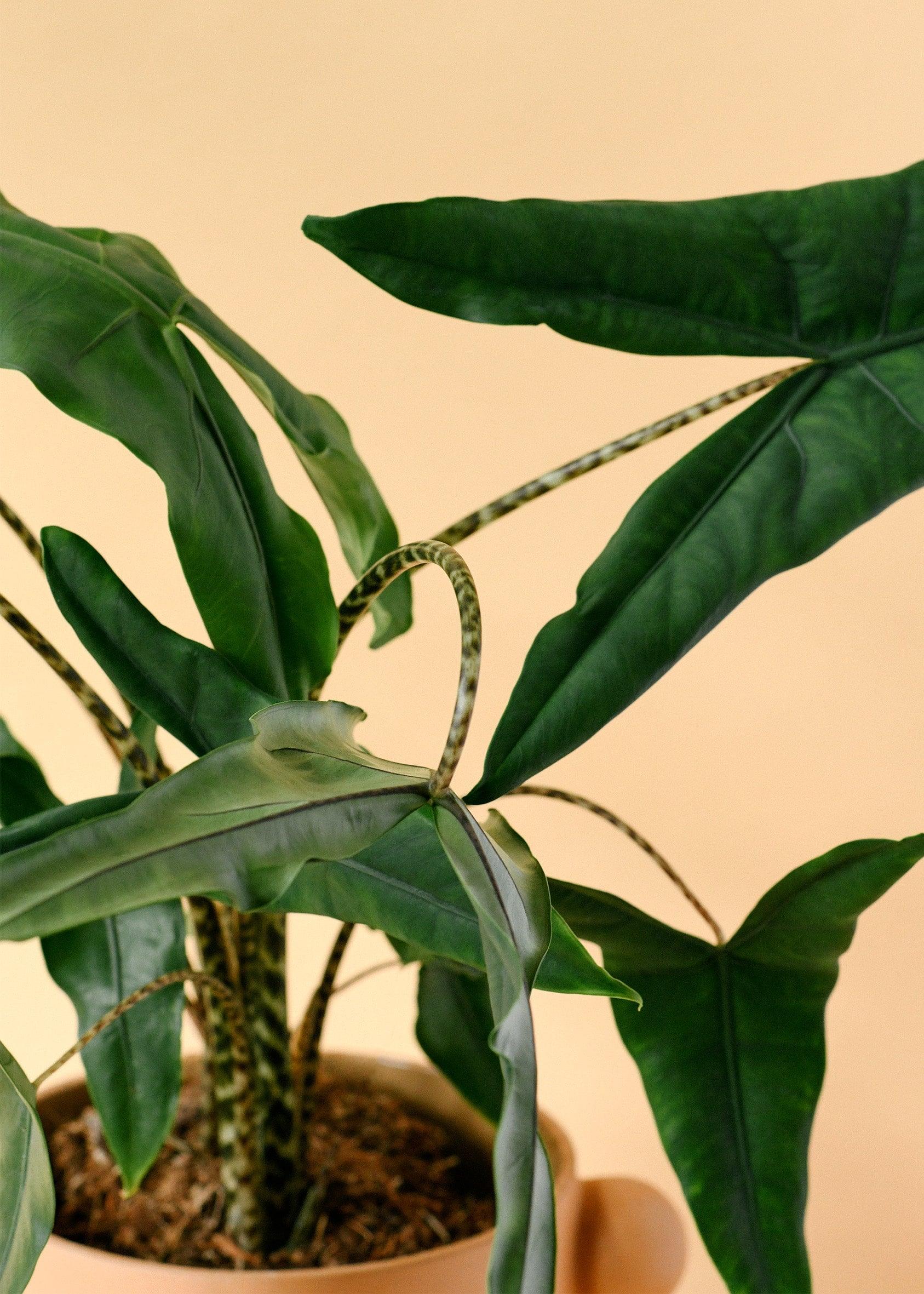 Alocasia zebrina ‘Tigrina Superba’ Large