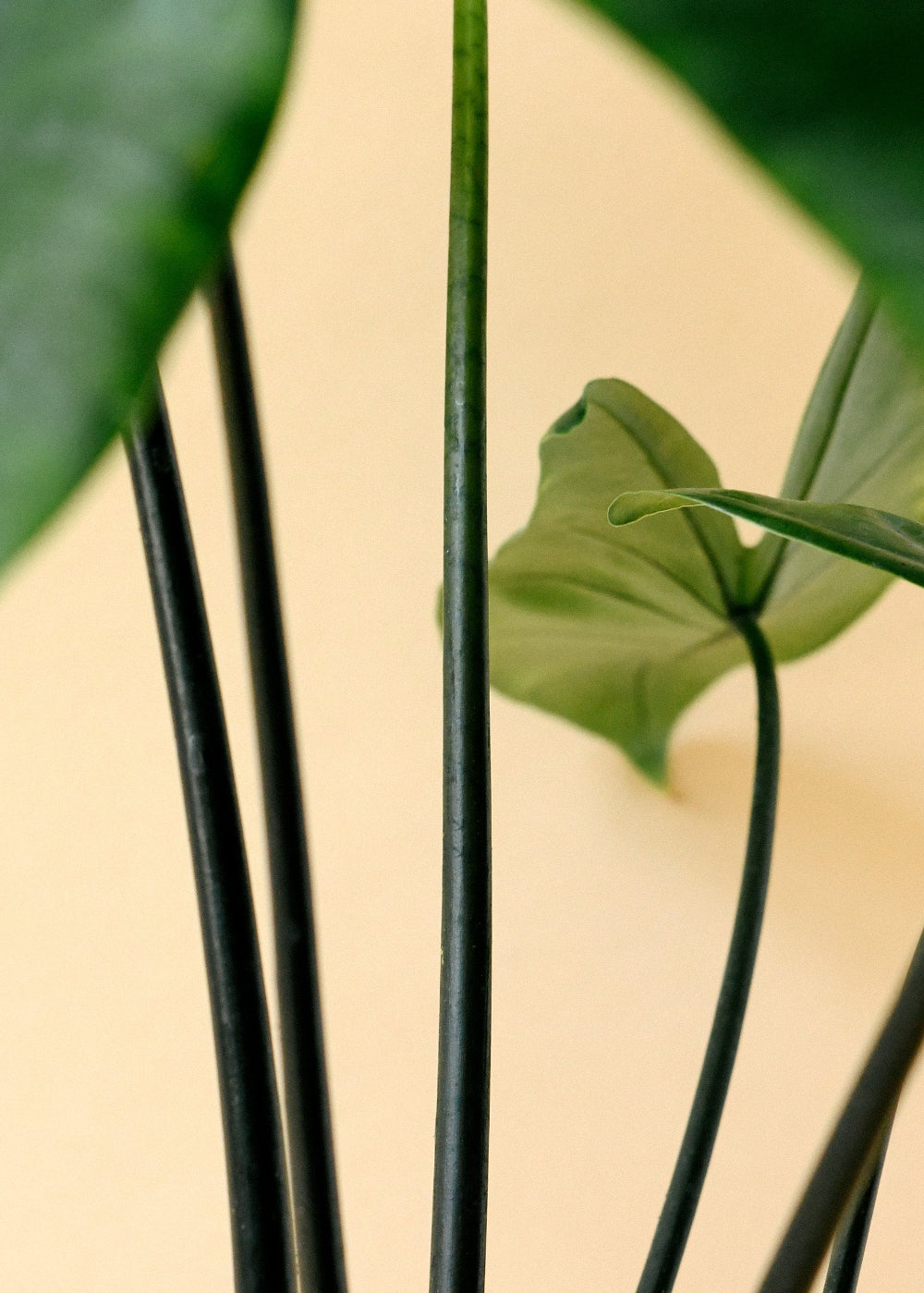 Alocasia Black Zebrina detail close up of black stems on healthy adult plant