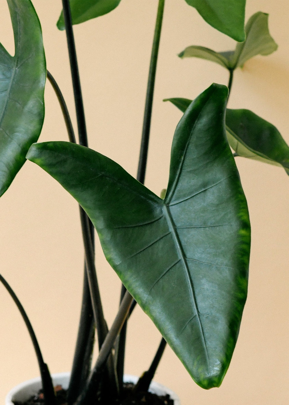 Close up photo of Alocasia Black Zebrina leaves showing deep centers and bright green near-marbled edges and pronounced veins