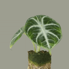 alocasia_ninja_plant