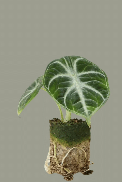 alocasia_ninja_plant