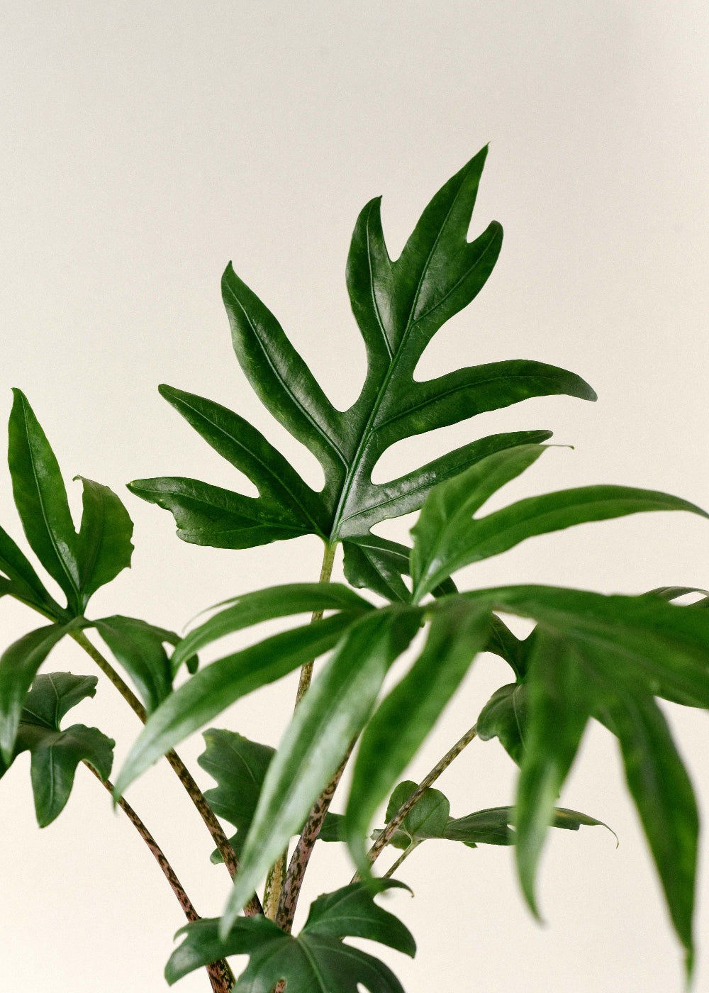 Healthy Alocasia Brancifolia 'Pink Passion' leaves close up photo showing the veined deep green leaf texture