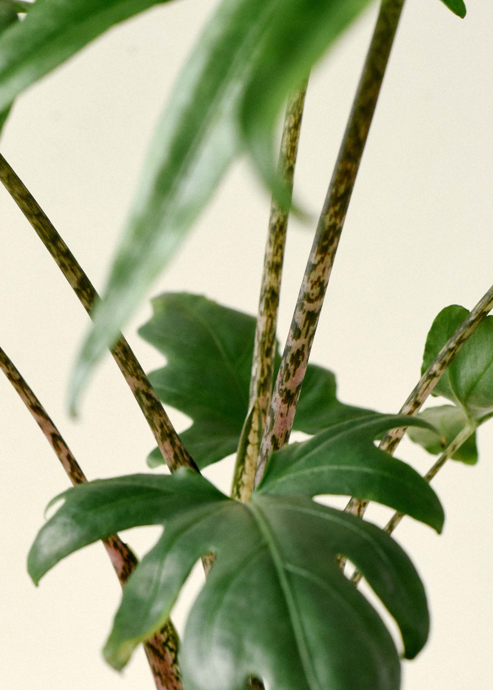 Alocasia Brancifolia 'Pink Passion' leaves close up showing the mottled stem texture and color