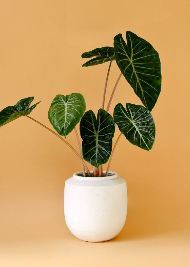 Alocasia Pink Dragon L by Plant Circle -  Plant Circle.