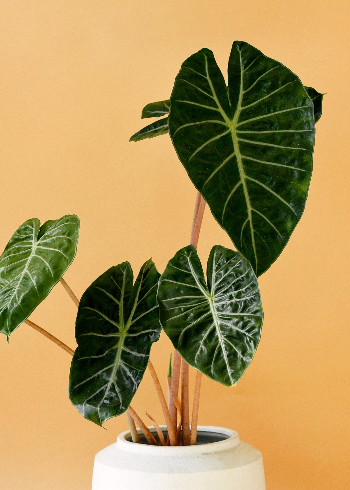 Alocasia Pink Dragon L by Plant Circle -  Plant Circle.