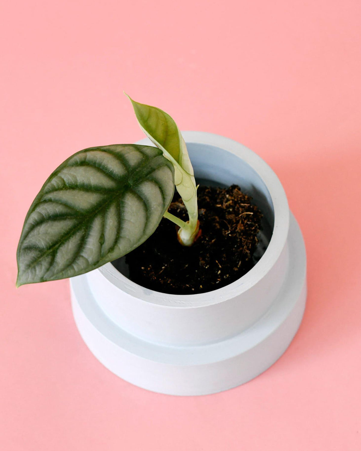 Alocasia Silver Dragon Plug Default Title 1