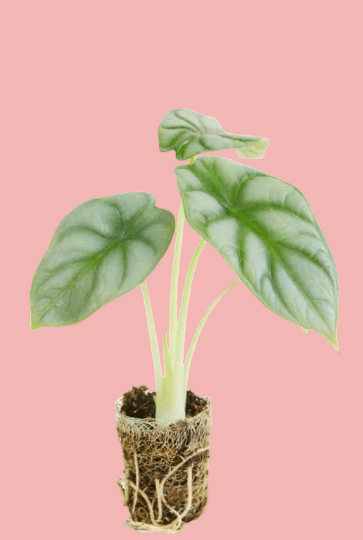 alocasia_silver_dragon plug