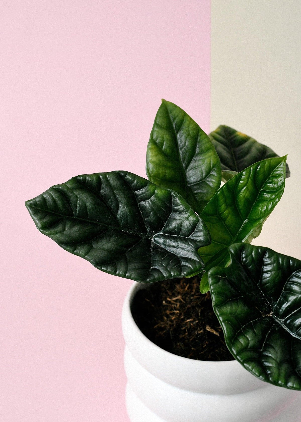 Alocasia	Sinuata – Medium, Approx. 25.0cm height – 12.0cm Pot 2