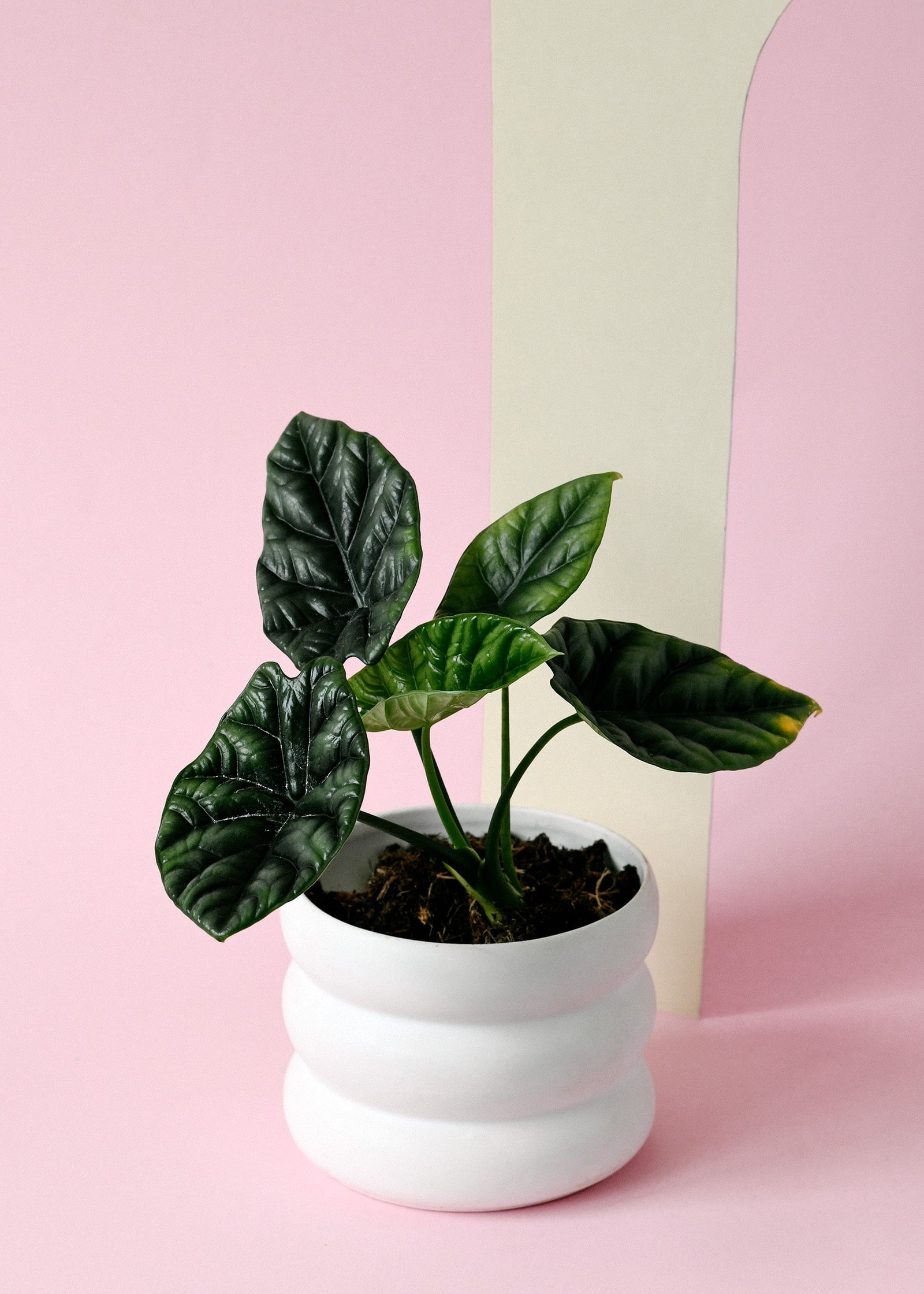 Alocasia	Sinuata – Medium, Approx. 25.0cm height – 12.0cm Pot Default Title 1