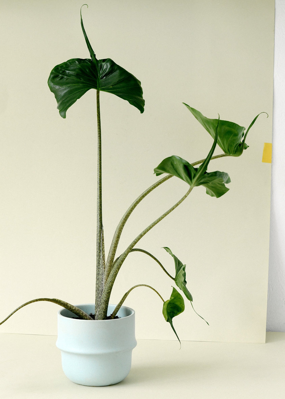 Alocasia Stingray