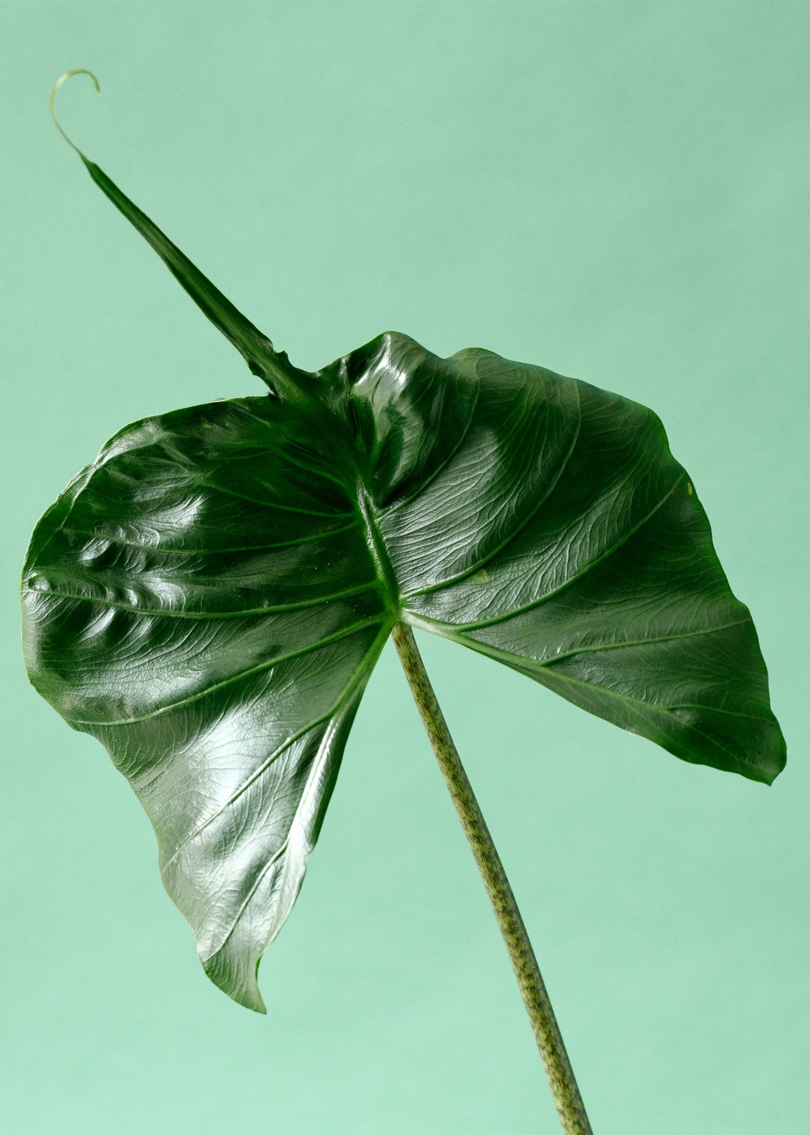 Alocasia Stingray