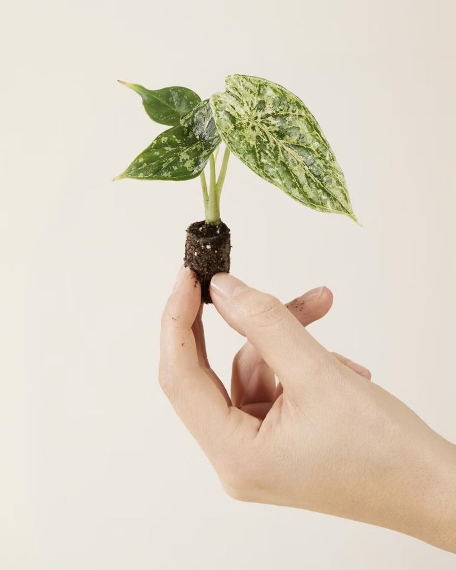Hand holding a small Alocasia baginda 'Dragon scale' Mint plant with green leaves against a plain background