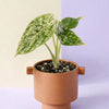 Potted Alocasia baginda 'Dragon scale' Mint with green leaves in a terracotta pot on a two-tone background