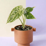 Potted Alocasia baginda 'Dragon scale' Mint with green leaves in a terracotta pot on a two-tone background