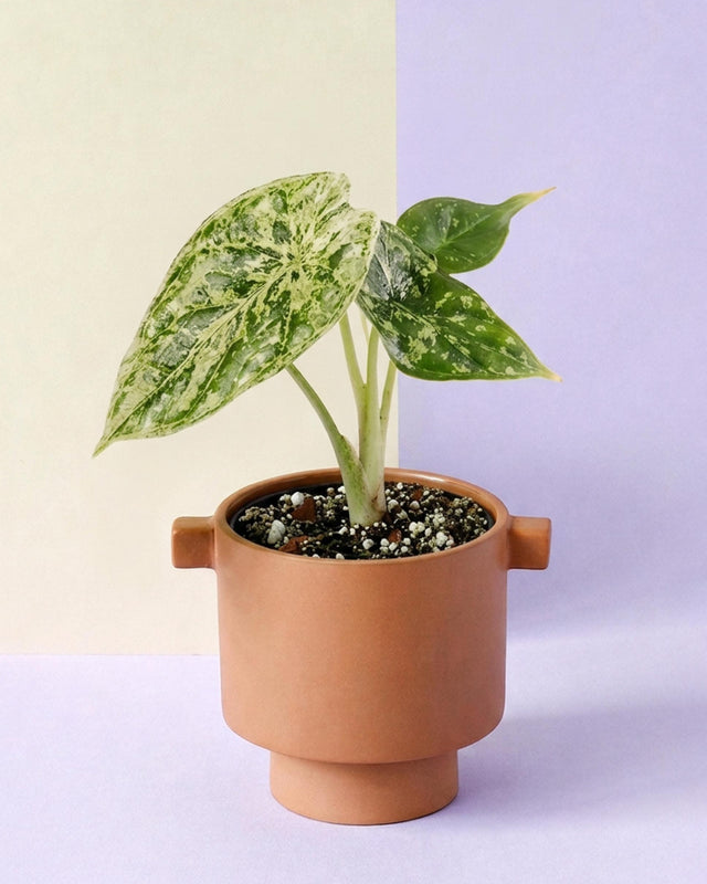 Potted Alocasia baginda 'Dragon scale' Mint with green leaves in a terracotta pot on a two-tone background
