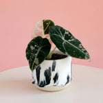 Ceramic plant pot with handmade black painting with a rare variegated black velvet pink albo alocasia on a beige surface against a pink background