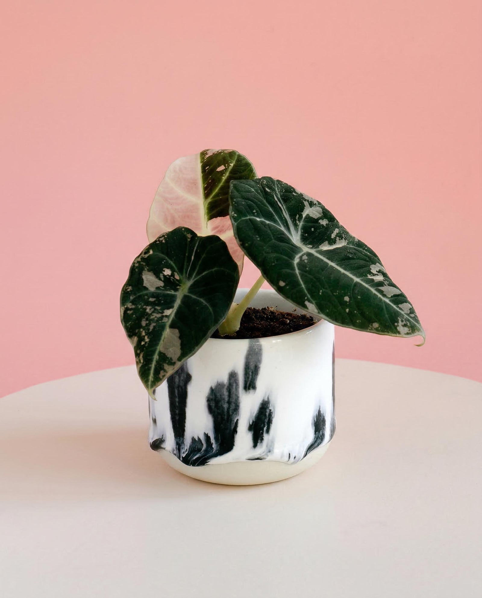 Ceramic plant pot with handmade black painting with a rare variegated black velvet pink albo alocasia on a beige surface against a pink background