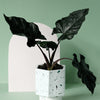 Alocasia 'Antoro Velvet' Medium