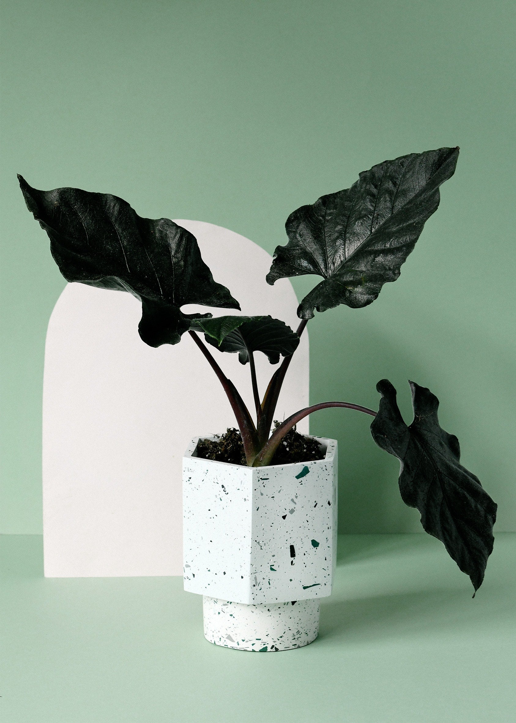 Alocasia 'Antoro Velvet' Medium