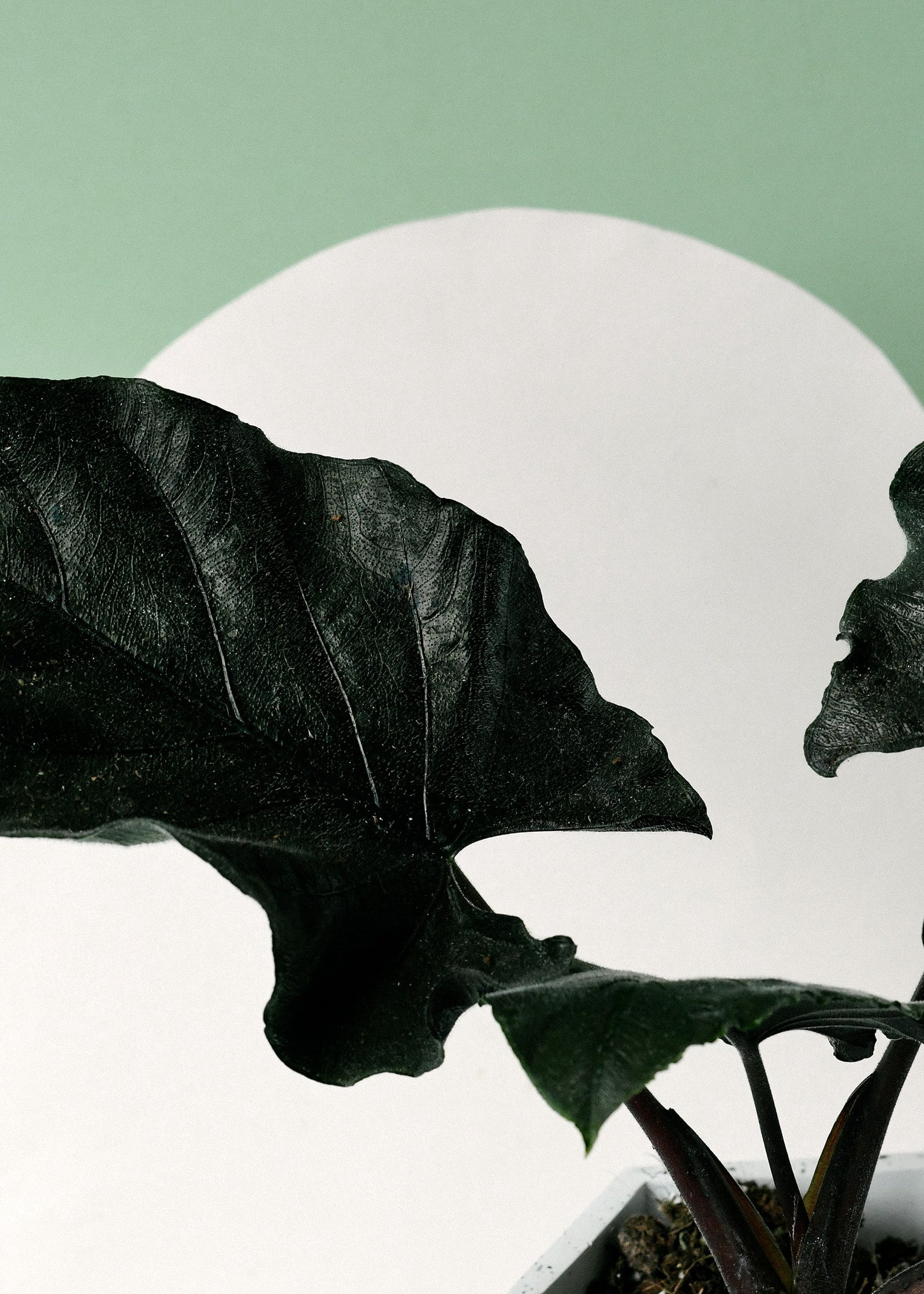 Alocasia 'Antoro Velvet' – Medium, Approx. 30.0cm height – 14.0cm Pot 3