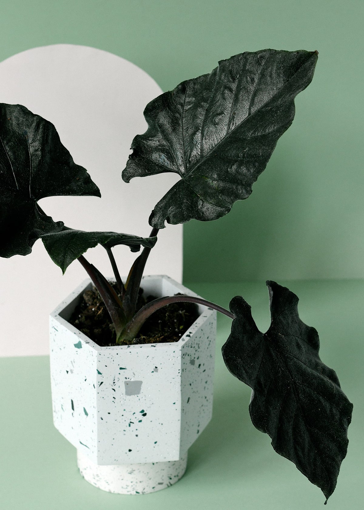Alocasia 'Antoro Velvet' – Medium, Approx. 30.0cm height – 14.0cm Pot 2