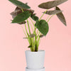 Alocasia Wentii Default Title 1