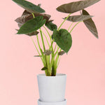 Alocasia Wentii Default Title 1