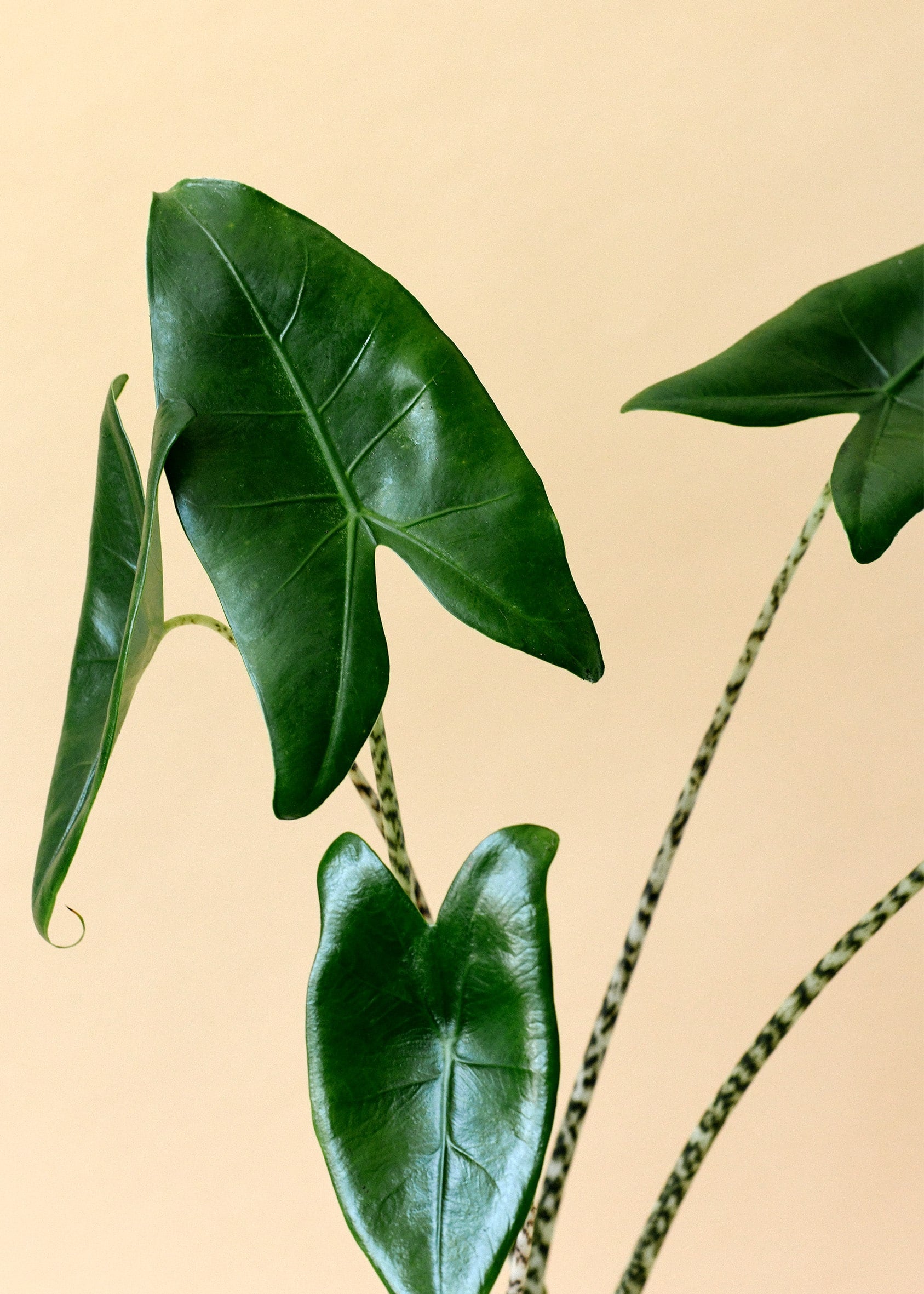 alocasia zebrina