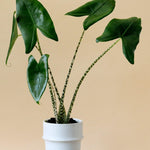 Alocasia Zebrina L – Large, Approx. 100.0cm height – 21.0cm Pot Default Title 1