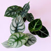 Alocasia 'Jewel Trio' Plant Set
