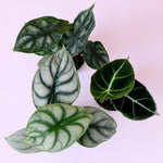 Alocasia 'Jewel Trio' Plant Set