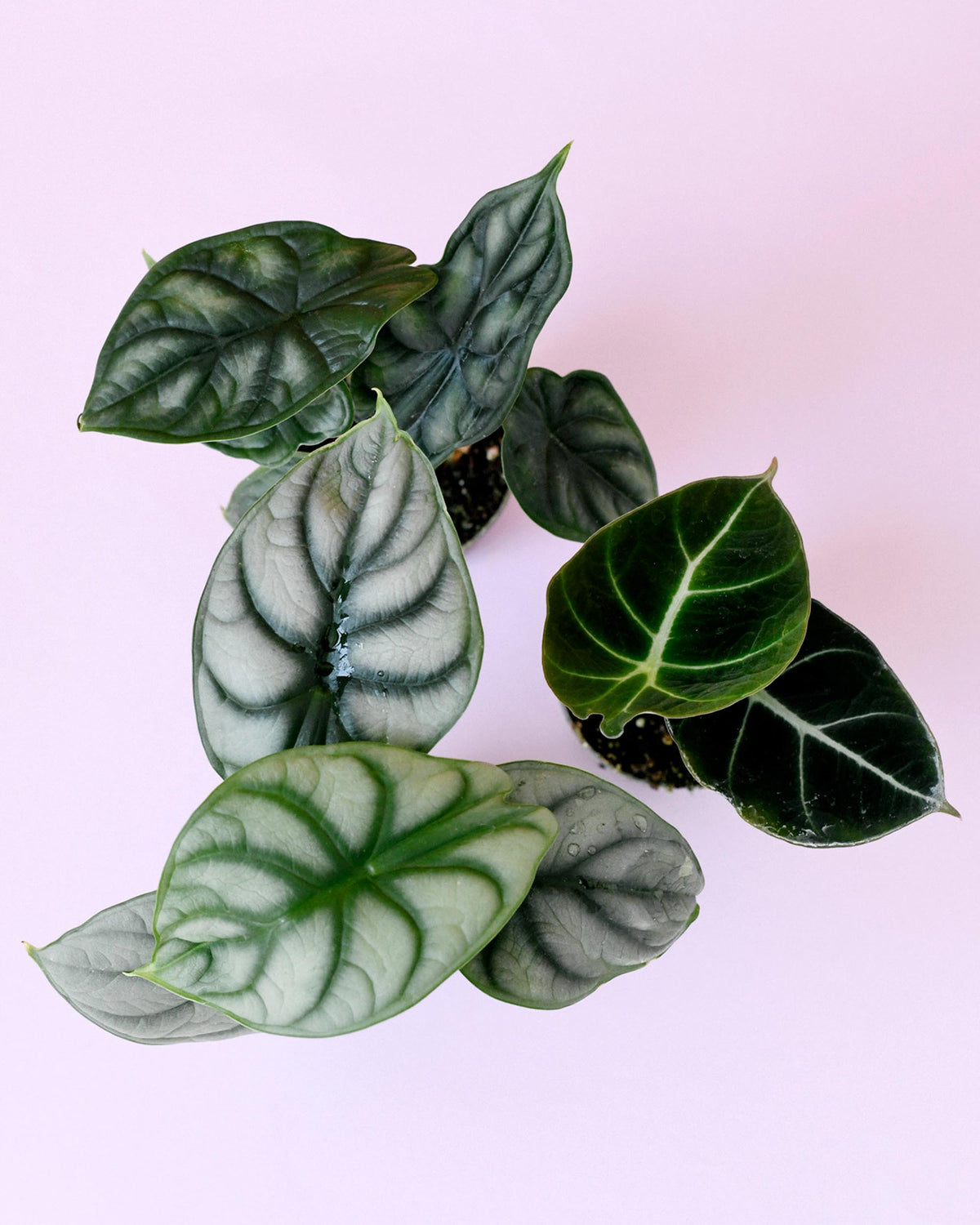 Alocasia 'Jewel Trio' Plant Set