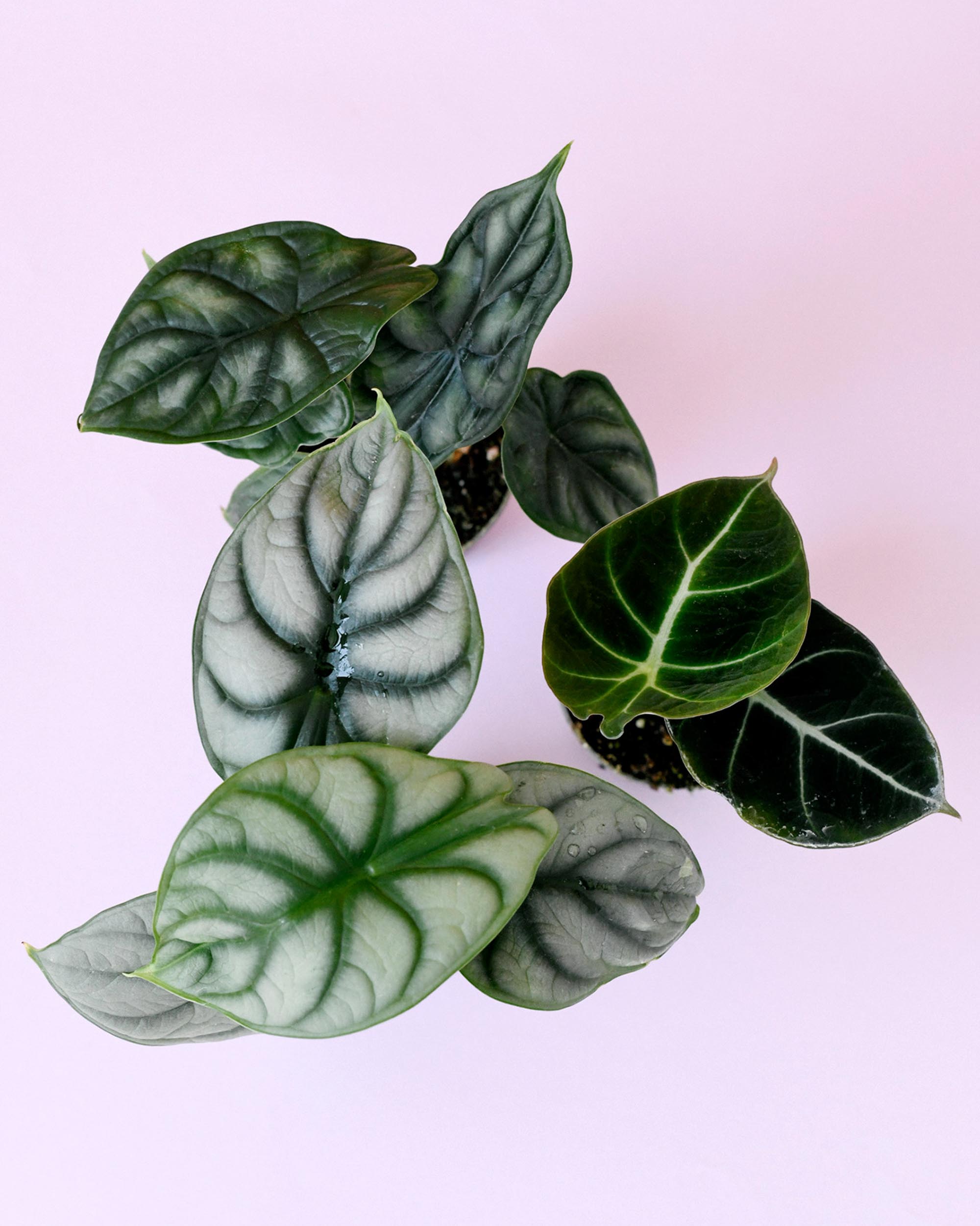 Alocasia 'Jewel Trio' Plant Set