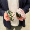 Rare Pink Alocasia Duo (Polly Variegated and Black Velvet Pink Albo) together held in hands