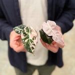 Rare Pink Alocasia Duo (Polly Variegated and Black Velvet Pink Albo) together held in hands