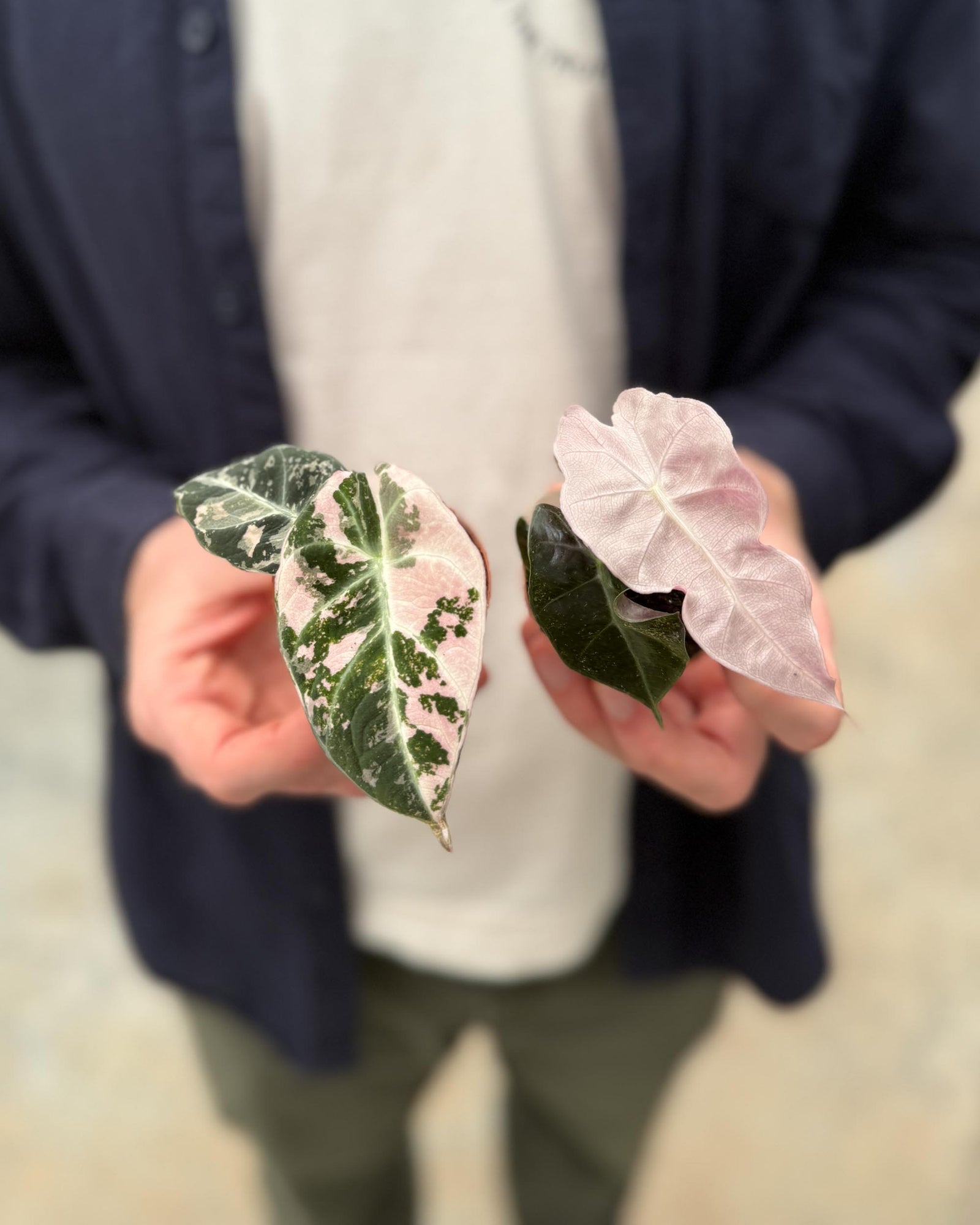 Rare Pink Alocasia Duo (Polly Variegated and Black Velvet Pink Albo) together held in hands