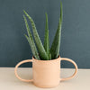 aloe vera by plant circle