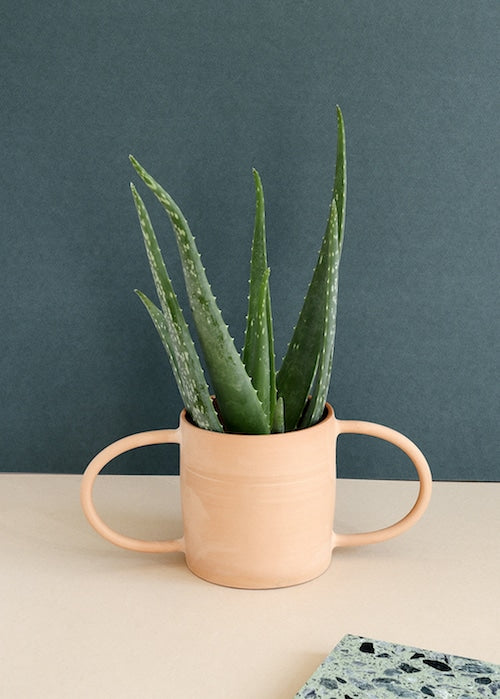 aloe vera by plant circle