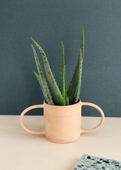 Aloe Vera Barbadensis M – Medium, Approx. 25.0cm height – 12.0cm Pot Default Title 1