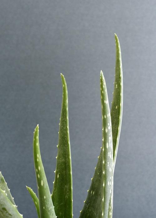 Aloe Vera Barbadensis L – Large, Approx. 55.0cm height – 17.0cm Pot Default Title 1