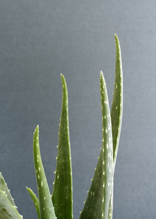 aloe vera