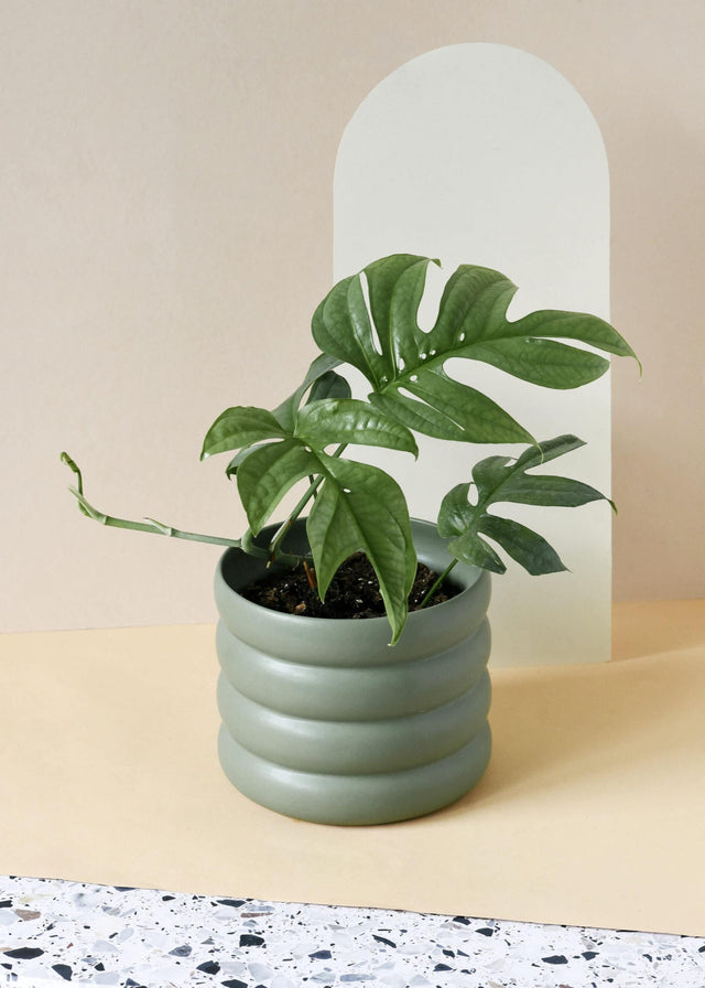 Amydrium Medium Silver M Default Title 1